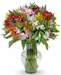 Benchmark Bouquets 25 Stem Peruvian Lilies - Fresh Alstroemeria