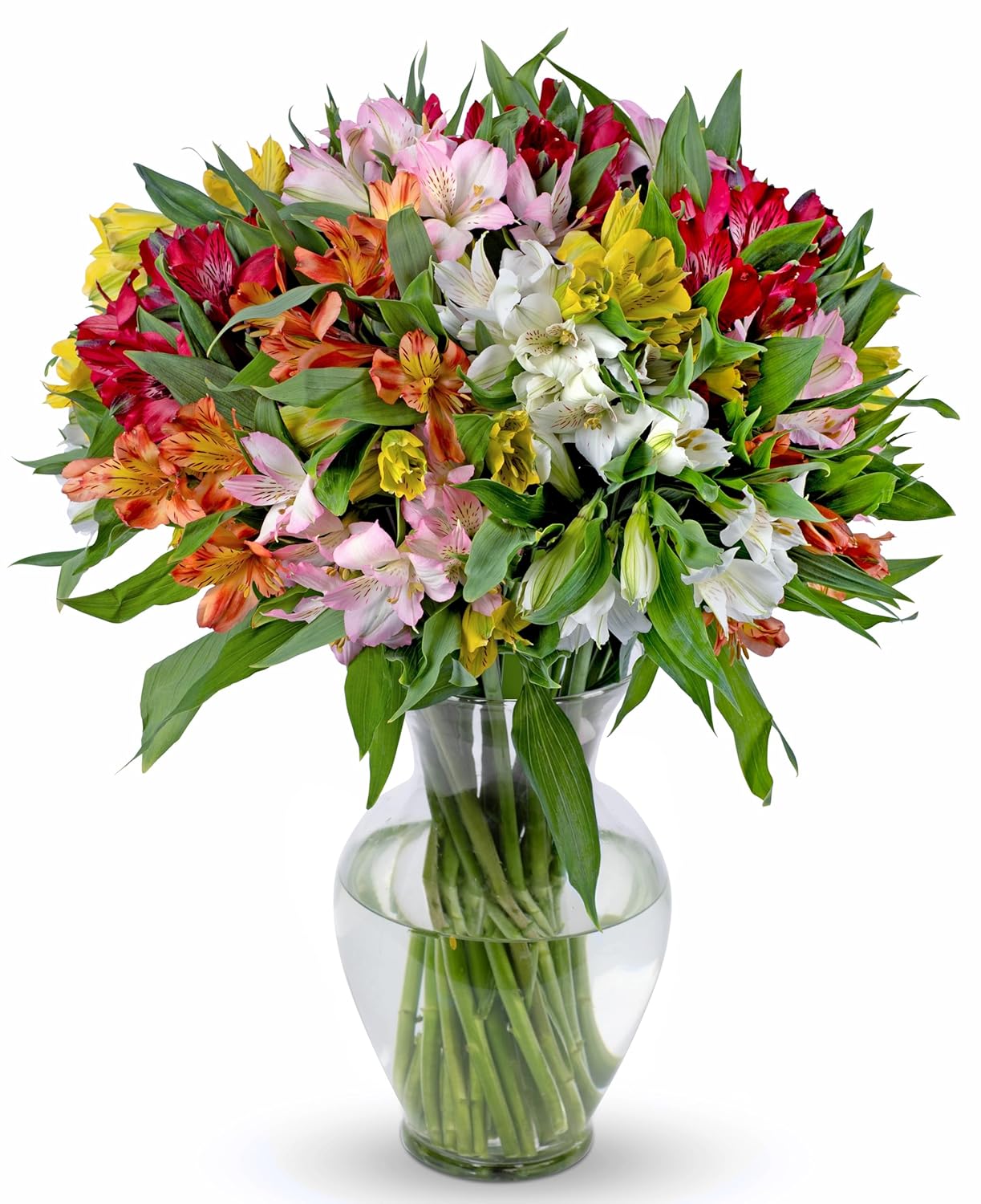 25 Stem Peruvian Lilies in Glass Vase for Any Occasion