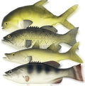 4 Pack Fake Fish 11 in Artificial Fish Models - Realistic Decor