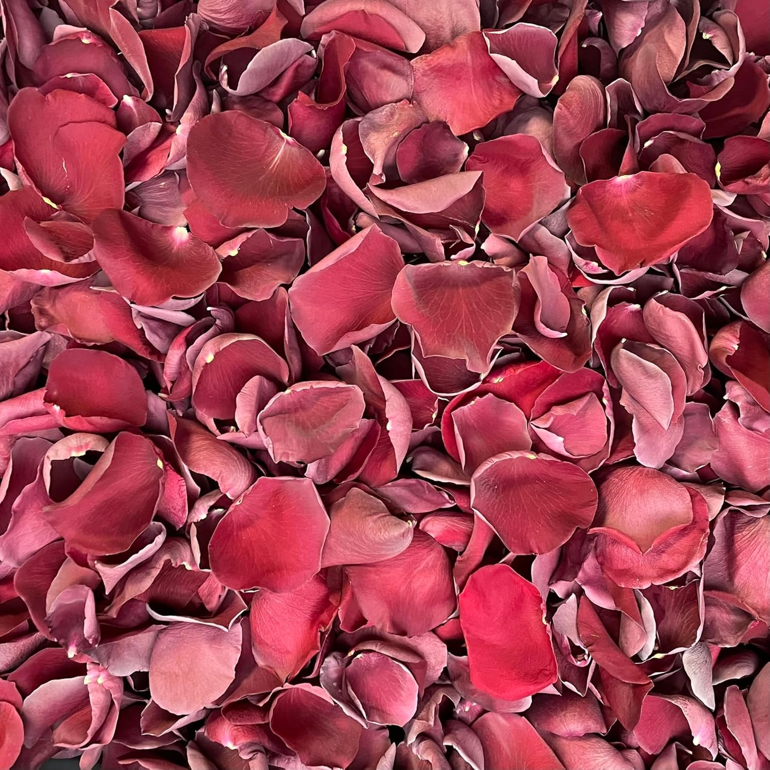 Rose Petals for Wedding Decoration and Bridal Toss - Burgundy