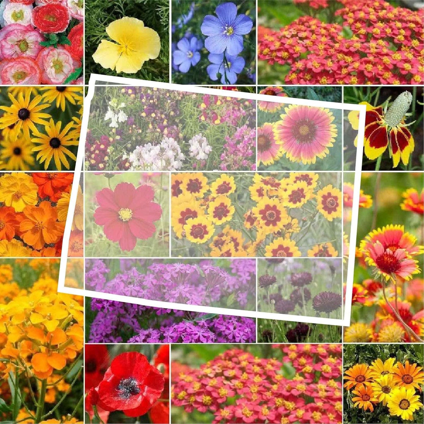 Eden Brothers Wyoming Wildflower Mixed Seeds for Planting