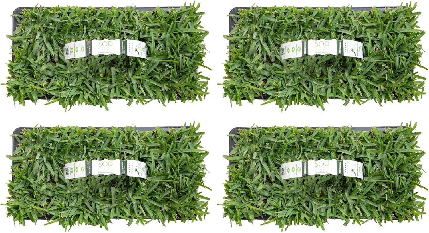 SodPods St. Augustine Palmetto Grass Plugs for Lawn Repair