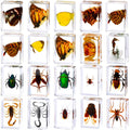 Insect in Resin Specimen Paperweights 20 Pc Set - Portable Educational