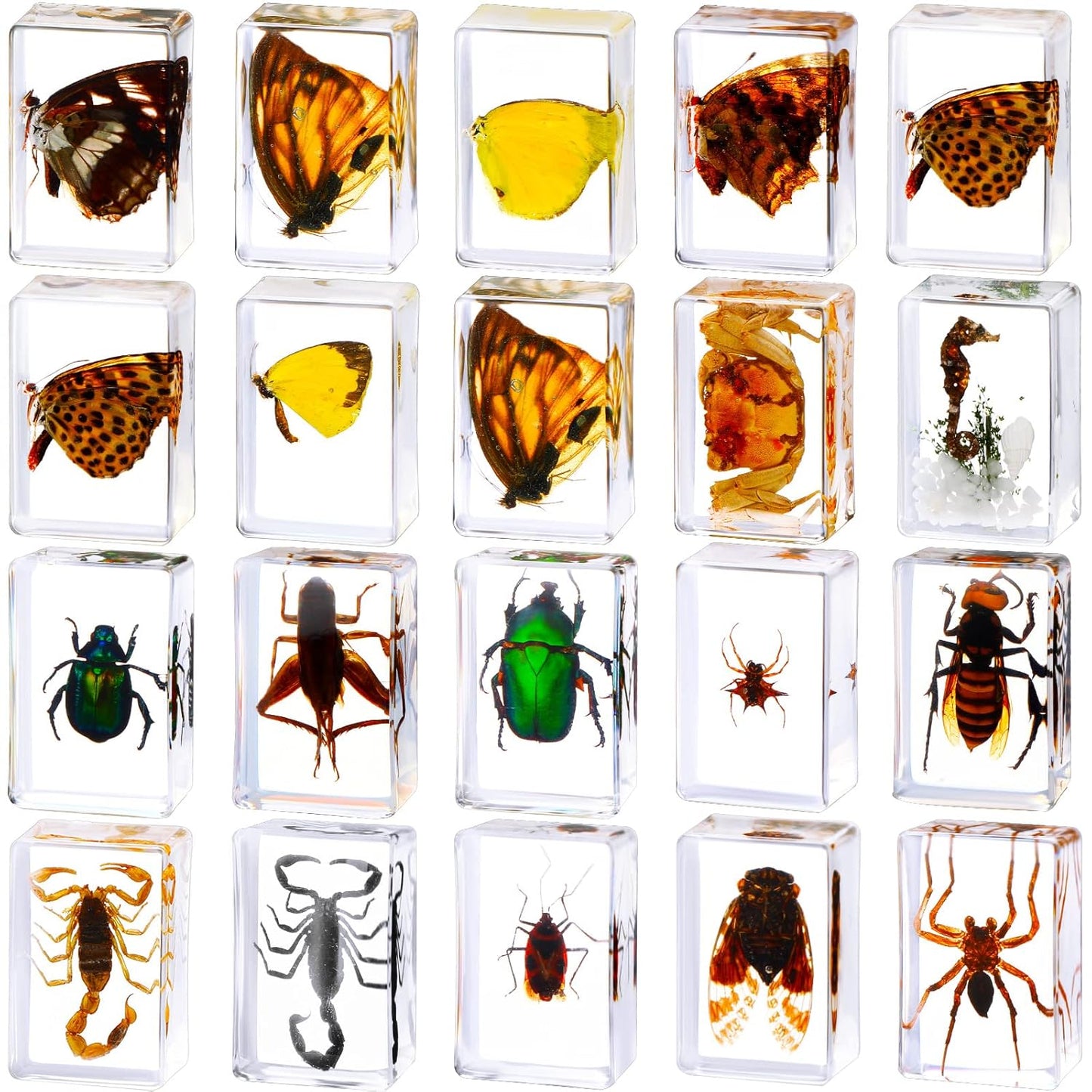 20 Pcs Insect in Resin Bug Specimen Collection for Education