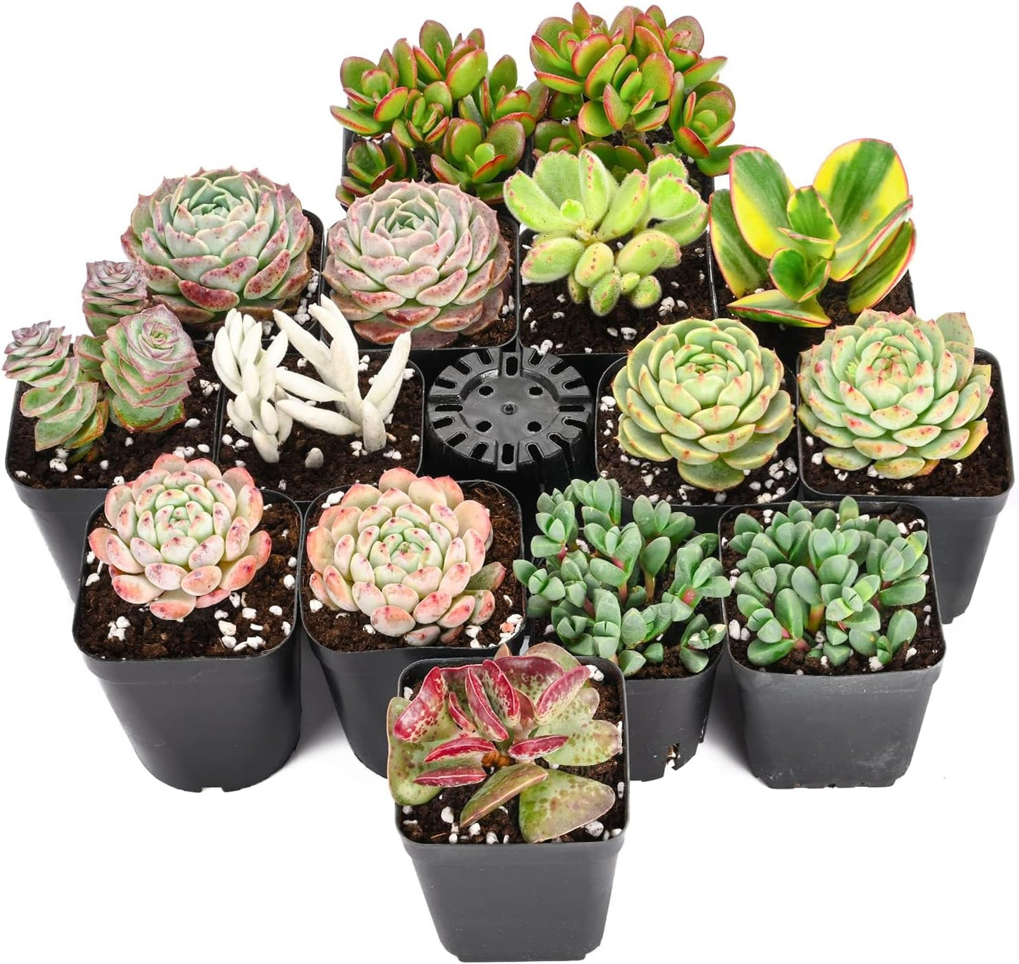 Live Succulent Plants 15 Pack Assorted Real Succulents Potted