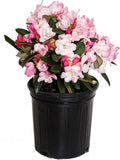 Rhododendron Mardi Gras - Compact evergreen with pale pink blooms