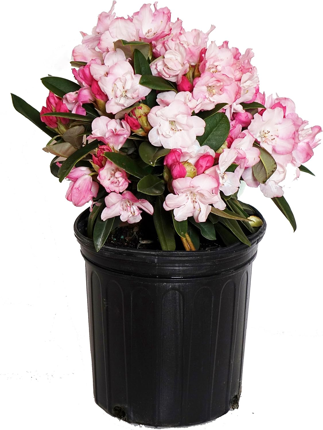 Rhododendron 'Mardi Gras' - Stunning Evergreen with Pink Blooms