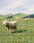 9GA Thickened Heavy Duty Cattle Farm Fence for Livestock Safety