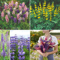 Lupine Flower Mixed Seeds for Planting - Bulk Pollinator Mix