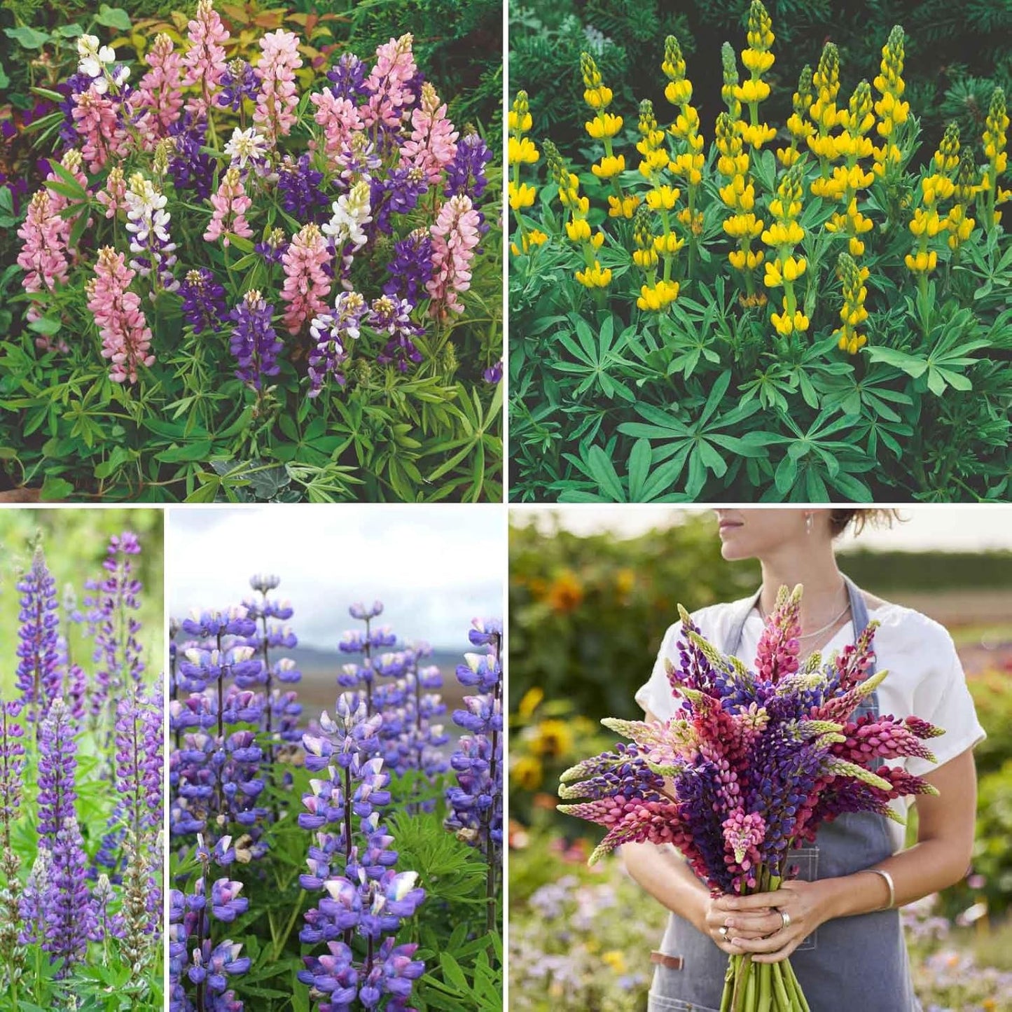 Eden Brothers Lupine Flower Mixed Seeds for Planting, 1 lb