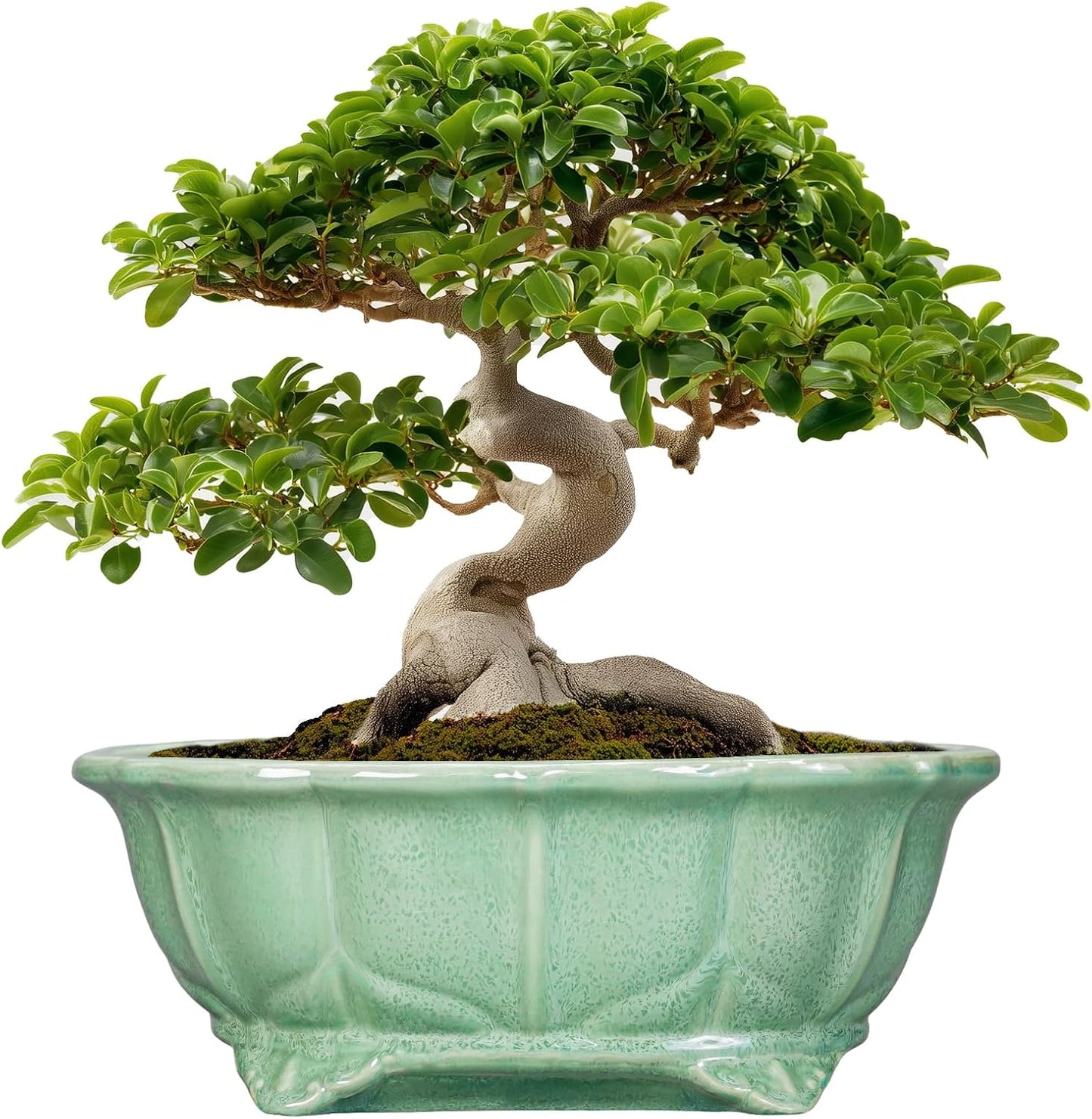 Teagas Bonsai Tree Pot - 13.2 Inch Ceramic Planter