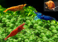 Live Aquarium Shrimp Premium Neocaridina & Caridina Mix - Vibrant