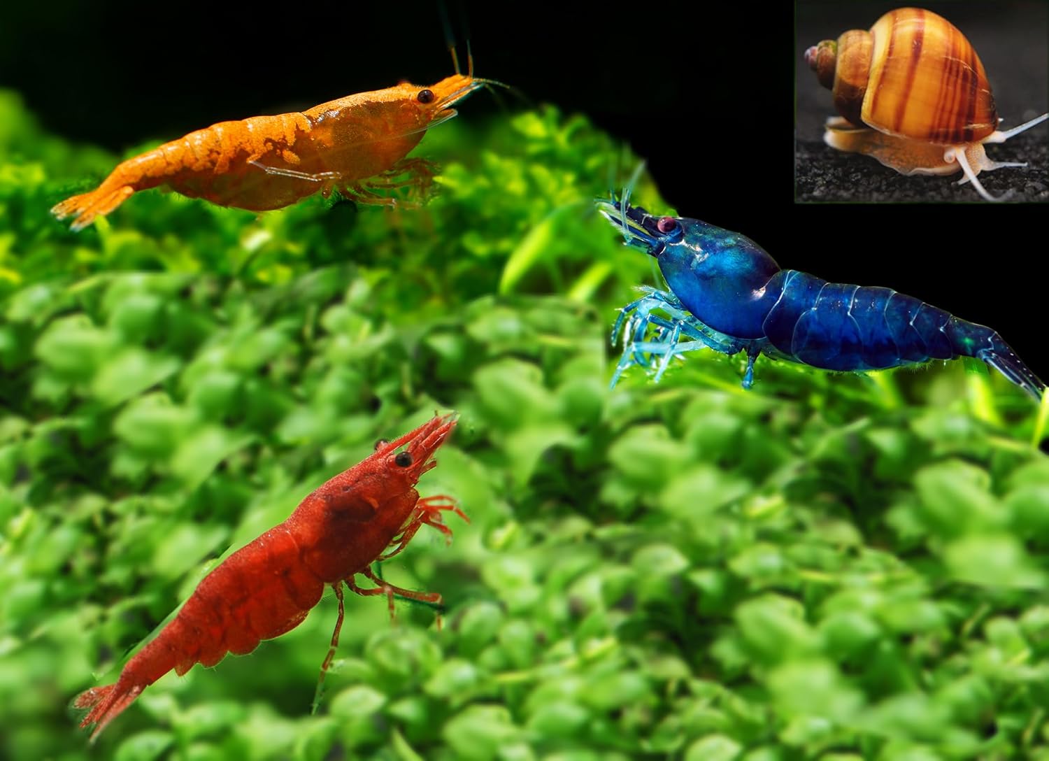 Premium Grade Neocaridina & Caridina Shrimp for Your Aquarium
