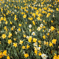 100-Pack Mixed Daffodil Bulbs - Bulk Spring-Blooming Narcissus