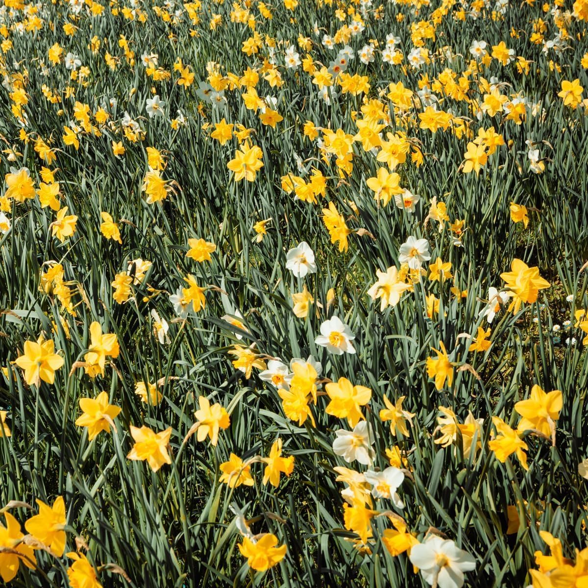 100-Pack Mixed Daffodil Bulbs for Vibrant Spring Gardens