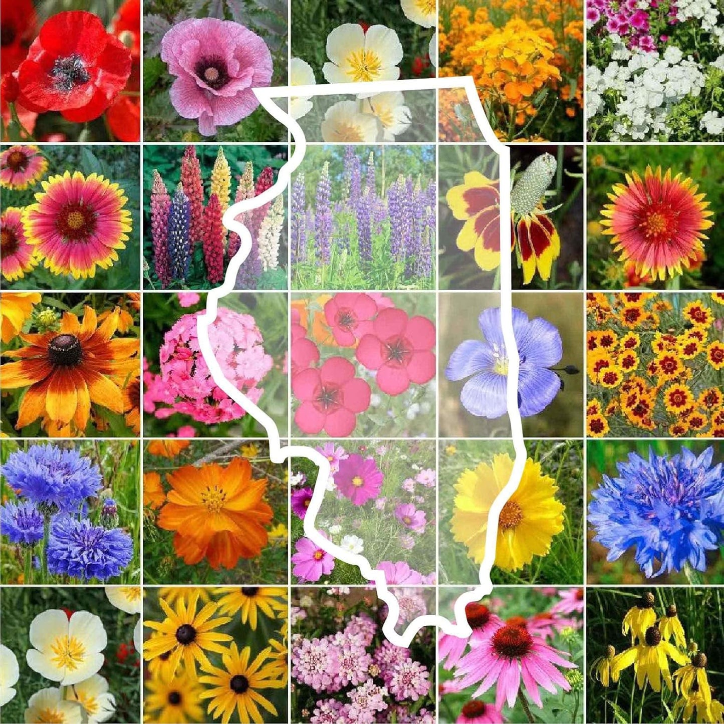 Illinois Wildflower Mixed Seeds for Planting - 1 lb of Beauty