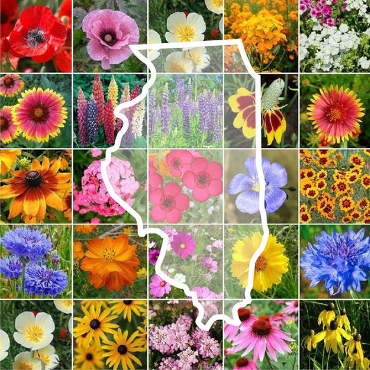 Illinois Wildflower Mixed Seeds for Planting - 1 lb of Beauty