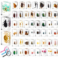 Insect in Resin Specimen Collection 50 Pcs - Educational Bug Kit