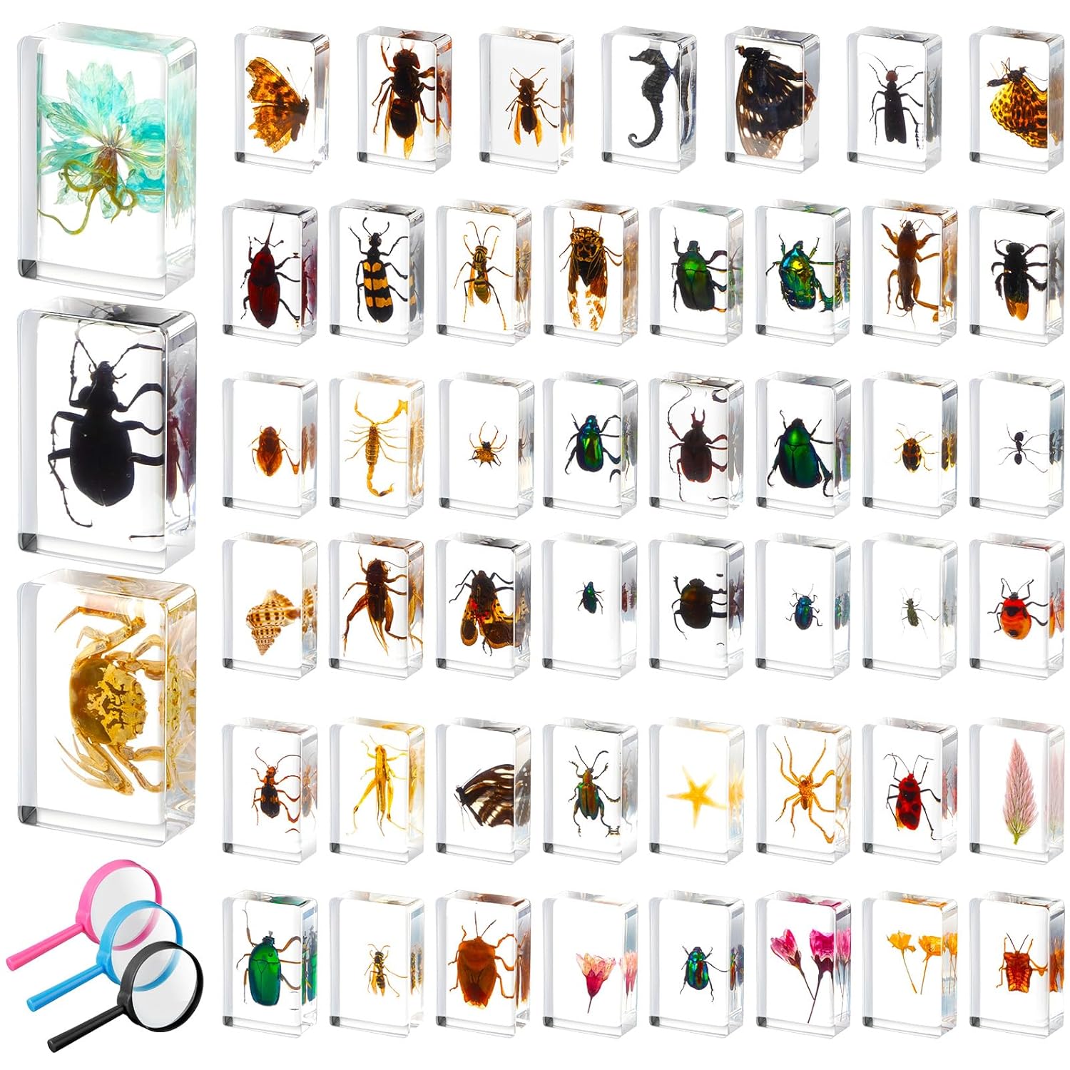 50 Pcs Insect in Resin Specimen Collection for Kids Learning