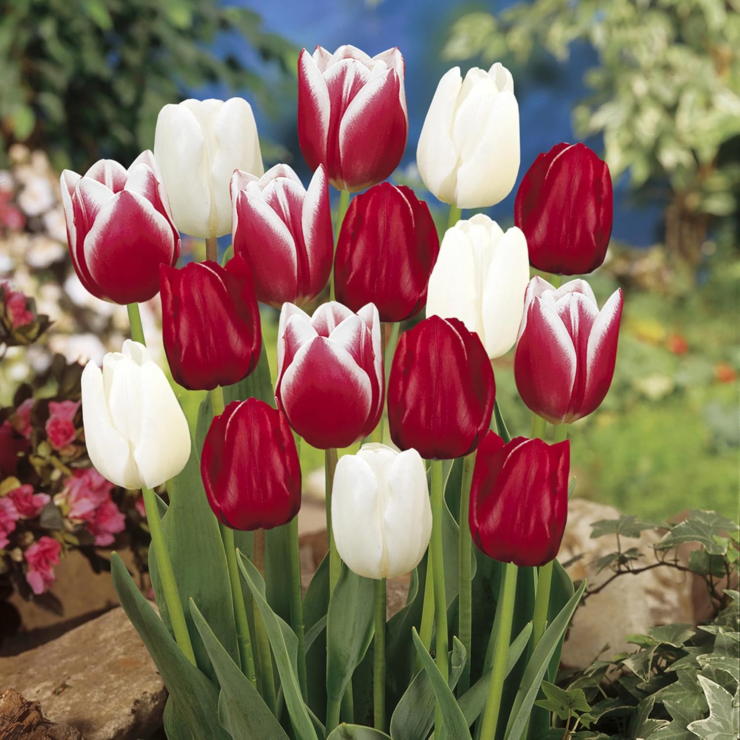 Garden State Bulb Triumph Candy Cane Mix Tulip Flower Bulbs