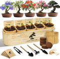 Bonsai Tree Starter Kit for Beginners with Elegant Oval Wood Box - 5
