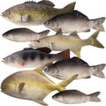 Realistic Fake Fish Toy 8 Pcs Set - Lifelike Props for Parties