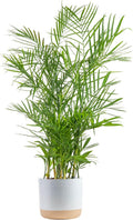 Bamboo Palm Live Indoor Plant - Easy to Grow 3-4 ft