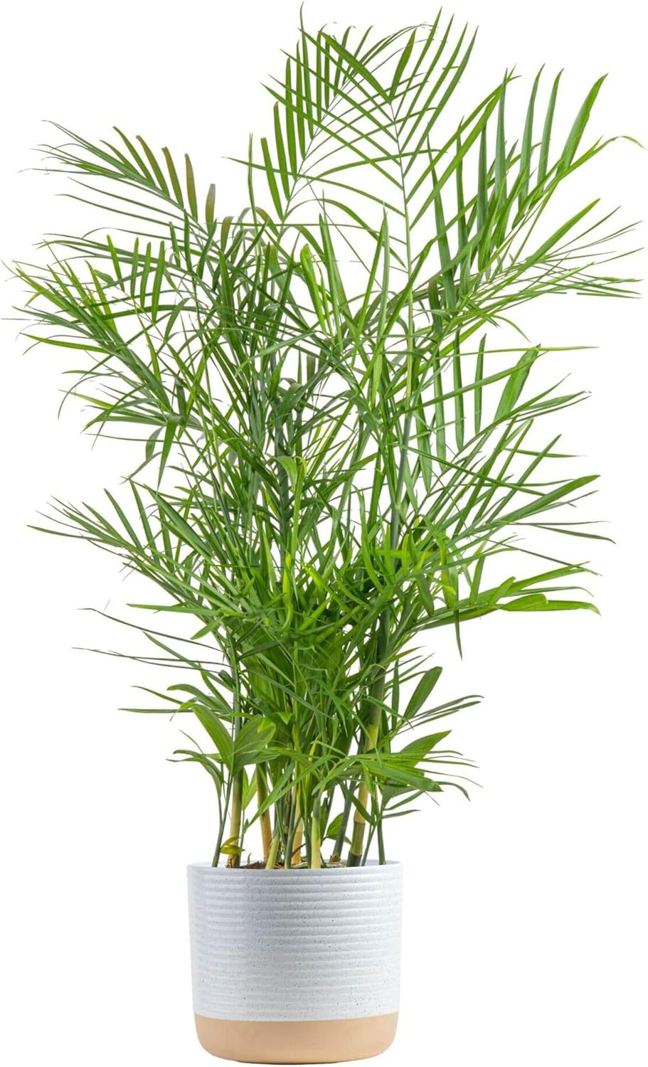 Bamboo Palm Houseplant - Easy to Grow Indoor Decor Plant