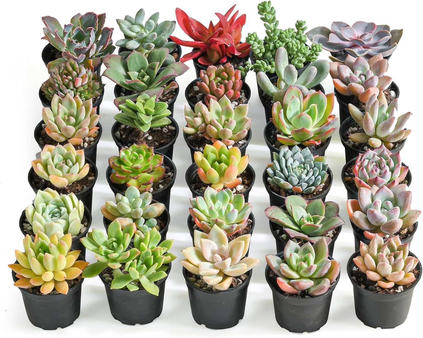 Assorted Live Succulents 30 Pack for Home Garden Decor