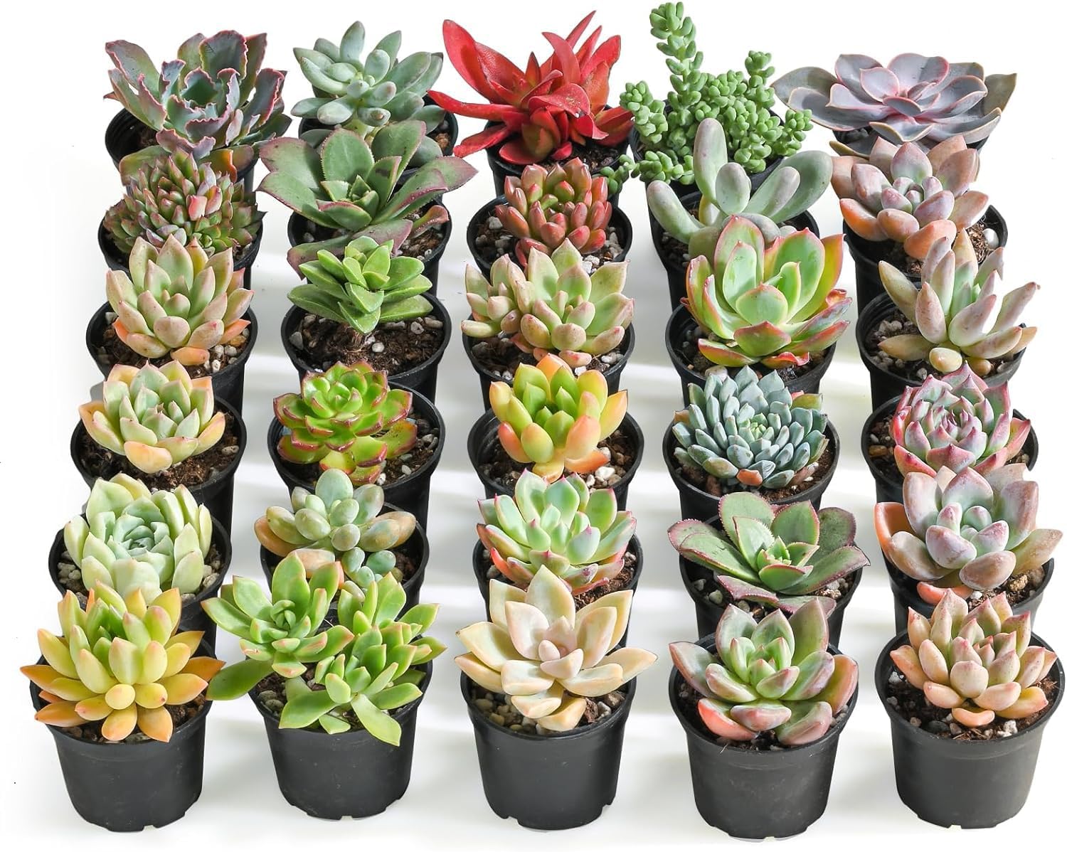 Assorted Live Succulents 30 Pack for Home Garden Decor