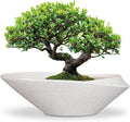 Bonsai Pots 18 in Ceramic Plant Pot - Modern Indoor Outdoor Planter