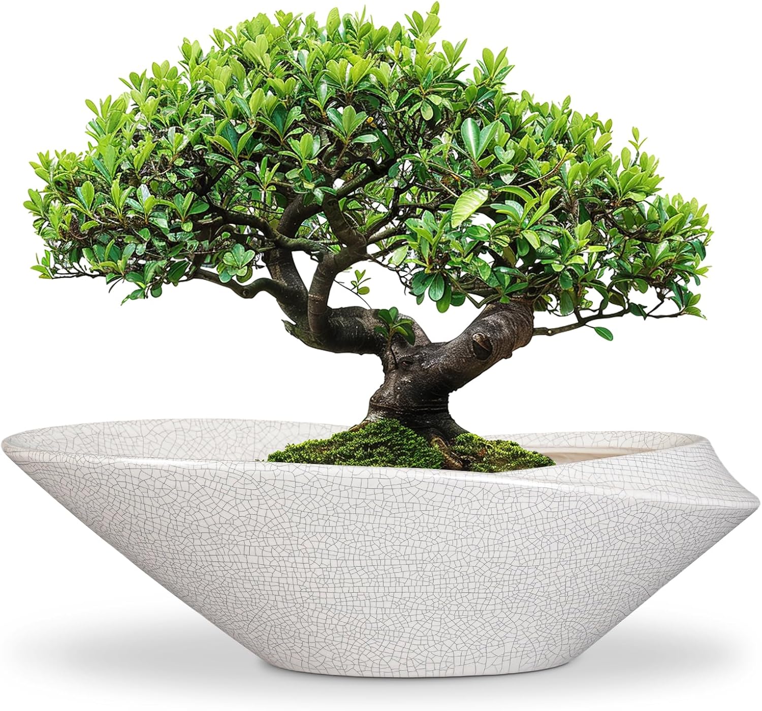 Elegant 18 Inch Ceramic Bonsai Pots for Indoor and Outdoor Use