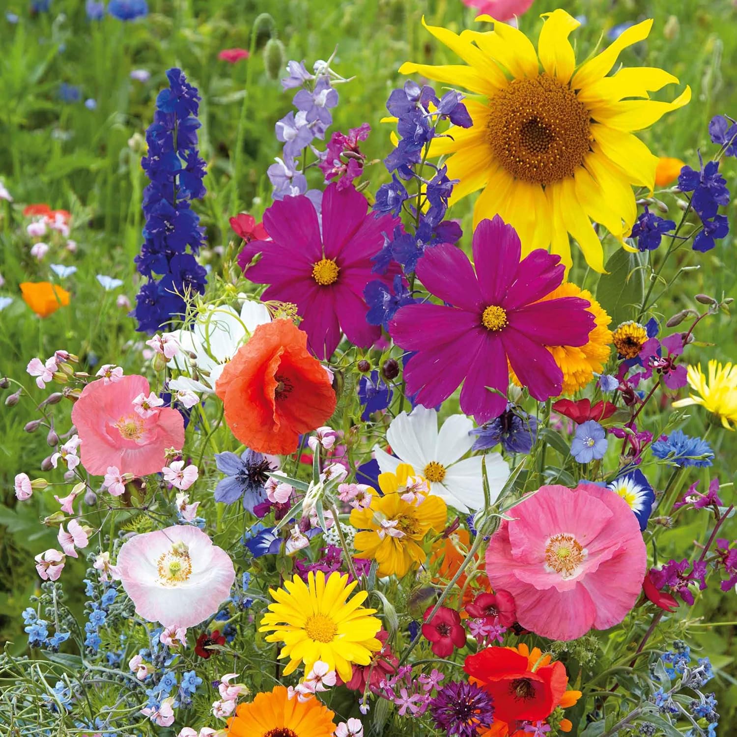 Eden Brothers Fairytale Flower Mixed Seeds for Vibrant Gardens