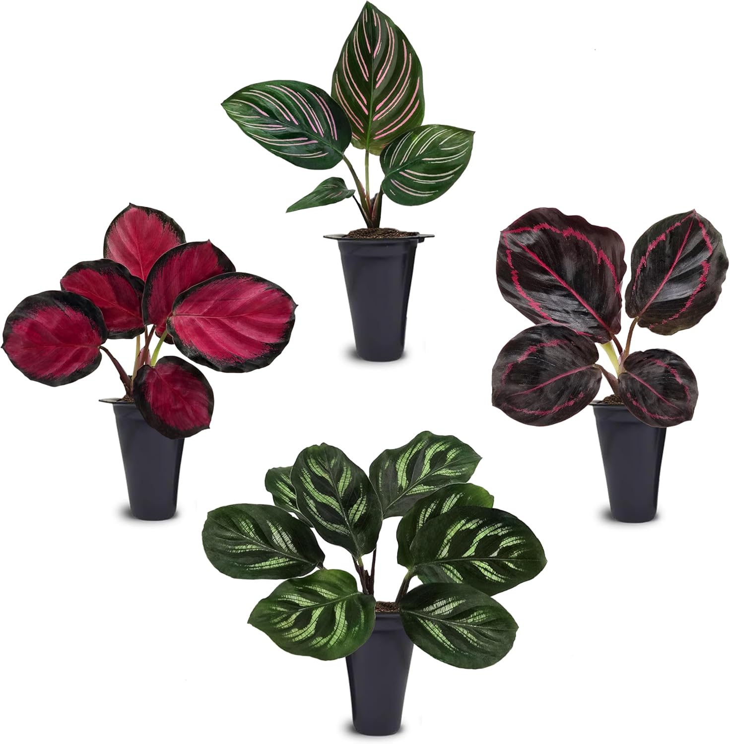 Calathea Collection of 4 Unique Live Plants for Your Home