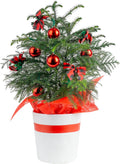Costa Farms Live Christmas Tree Norfolk Island Pine - Tabletop Holiday