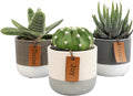 Succulents Plants Live in Plant Pot Set (3 Pack) - Easy Care Gift