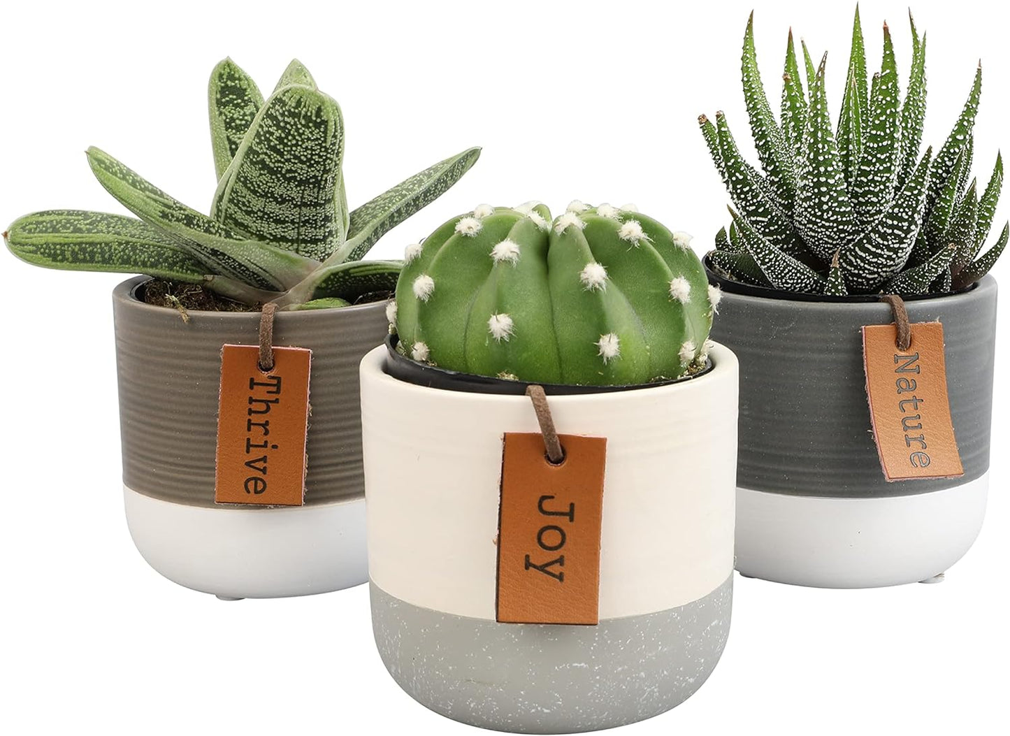 Succulents Plants Live in Plant Pot Set for Indoor Gardening