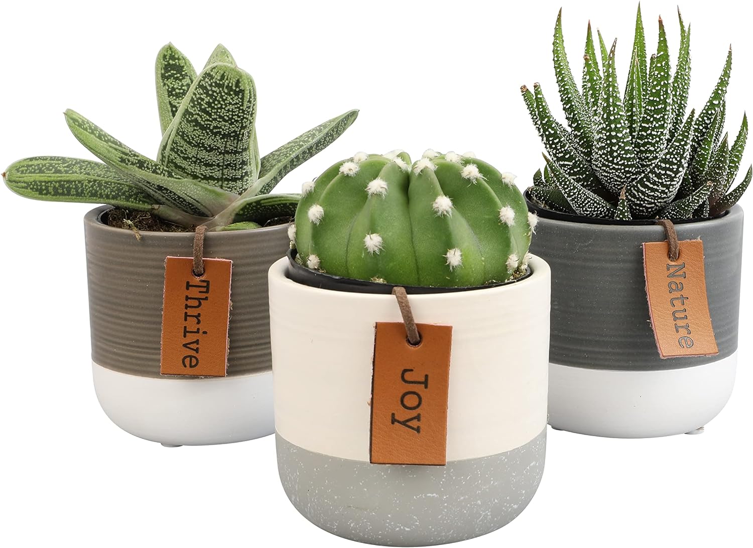 Succulents Plants Live in Plant Pot Set for Indoor Gardening