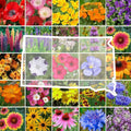 South Dakota Wildflower Mixed Seeds for Planting - 1 lb Pack