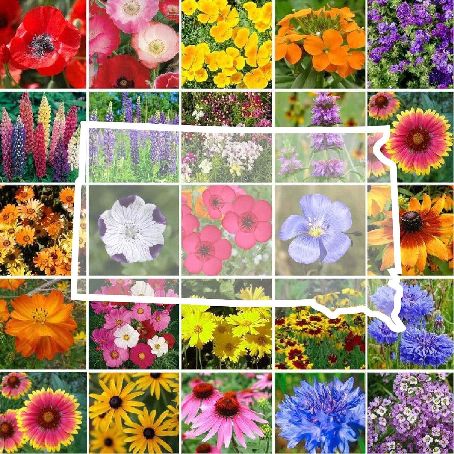 South Dakota Wildflower Mixed Seeds for Planting - 1 lb Pack