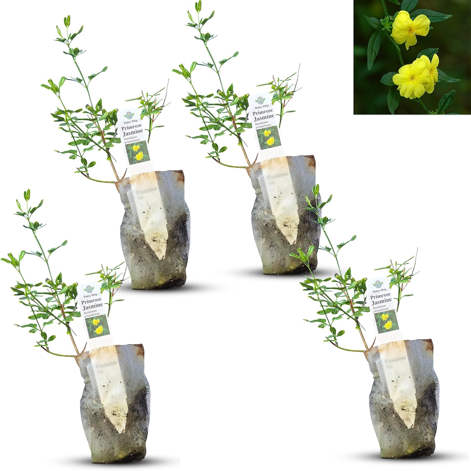 Primrose Jasmine Live Plant with Fragrant Yellow Blooms for Gardens