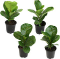 Fiddle Leaf Fig Tree 4 Pack - Live Indoor Ficus Plants