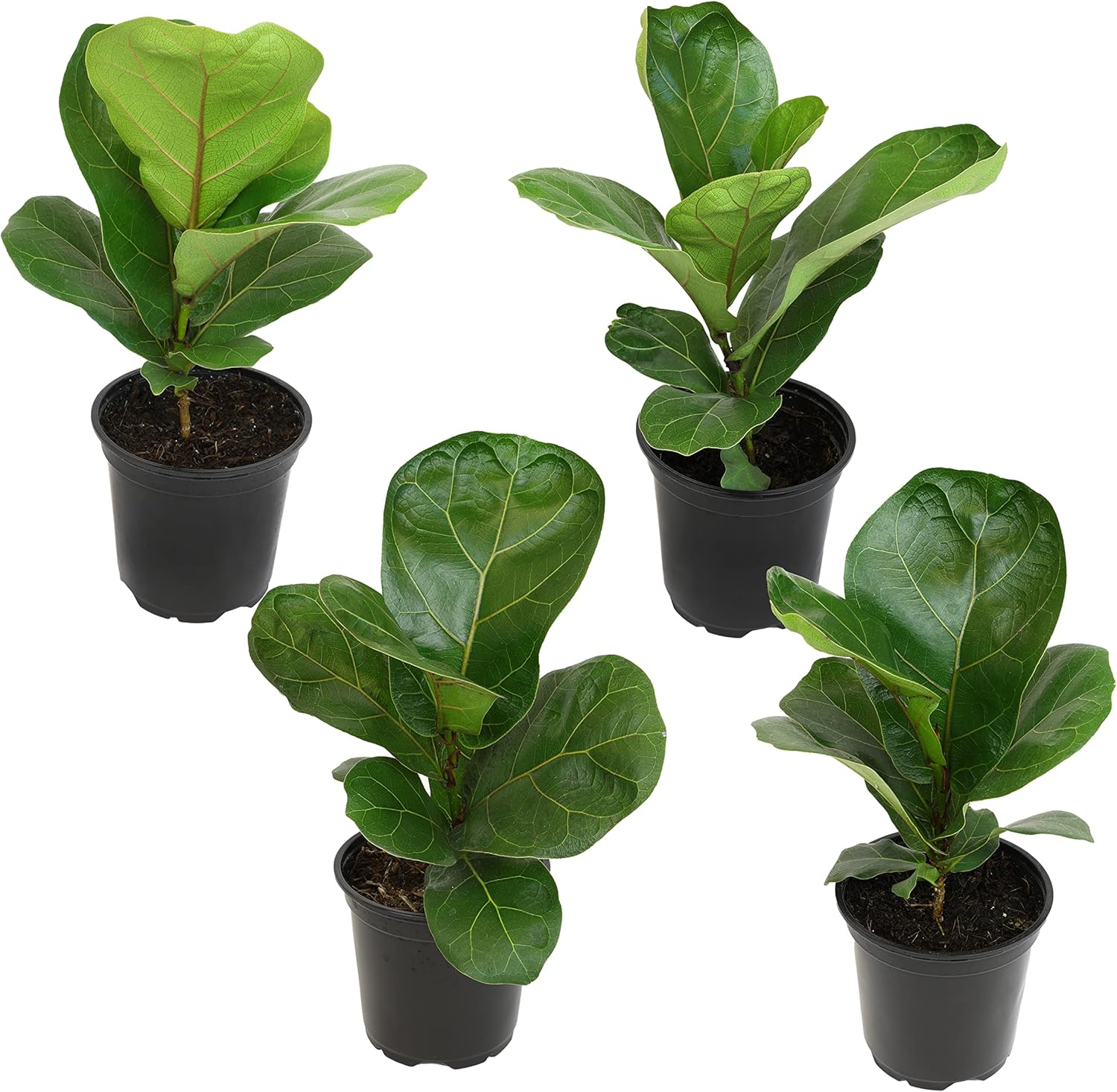 Fiddle Leaf Fig Tree Pack - 4 Live Ficus Plants for Home