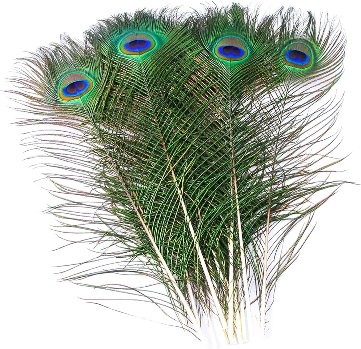 Natural Peacock Feathers for DIY Craft and Decoration Projects