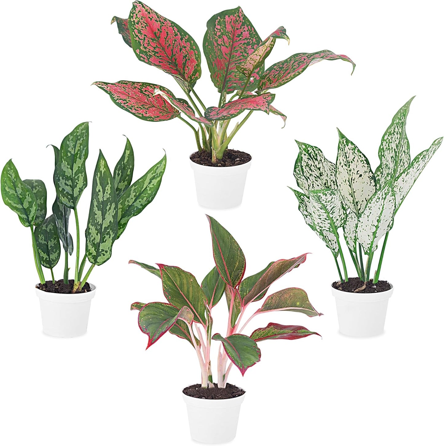 Aglaonema Live Plant Collection - Easy-Care Indoor Houseplants