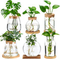 Honeydak 6 Pcs Plant Propagation Stations for Home Decoration