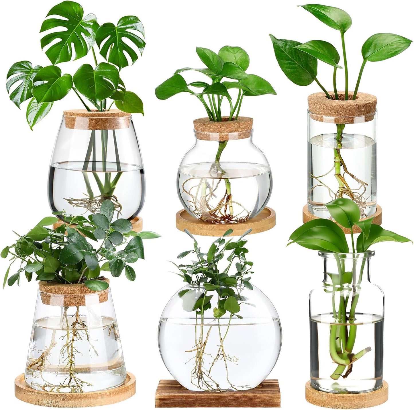 Honeydak 6 Pcs Plant Propagation Stations for Home Decoration