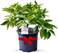 Red Lime Live Fruit Tree 8-12in - Ever-Bearing Indoor Citrus