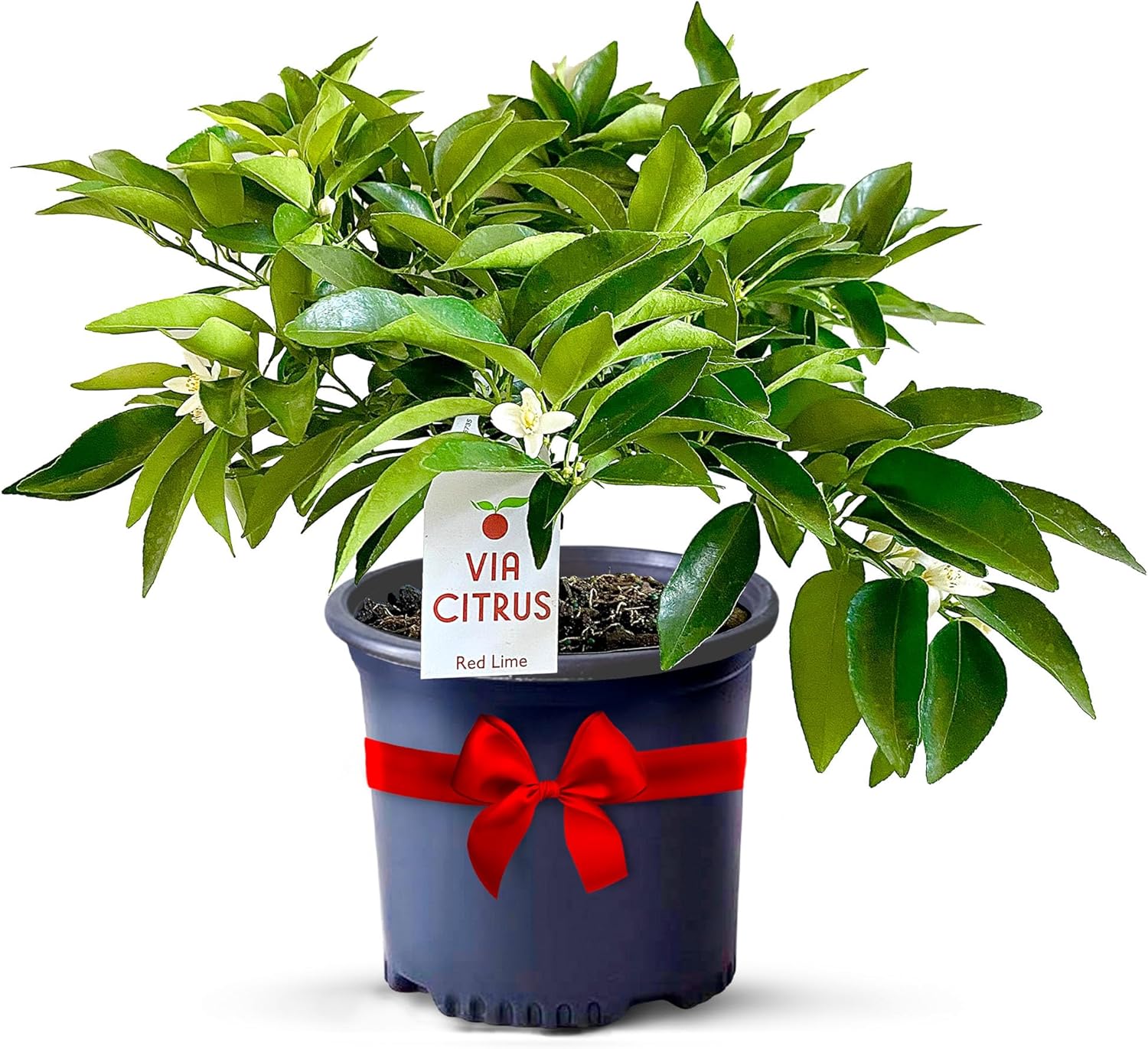 Red Lime Live Fruit Trees - Easy Indoor Plants for Home Gardens