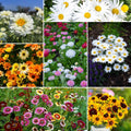 Daisy Crazy Flower Mixed Seeds for Planting - Bulk Pollinator Mix
